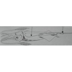 INNESCO SEPPIA / CALAMARO